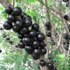 Jaboticaba Live Plant - Myrciaria Cauliflora Tree, 3 ft Tall, 3 Gallon Pot - Image 1