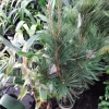 Japanese Black Pine Live Plant – 1-2 Ft Tall, 3 Gallon Pot – Outdoor Tree - Image 1