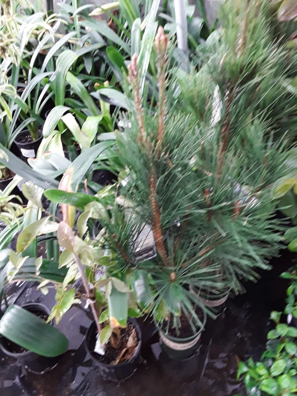 Japanese Black Pine Live Plant – 1-2 Ft Tall, 3 Gallon Pot – Outdoor Tree - Image 1