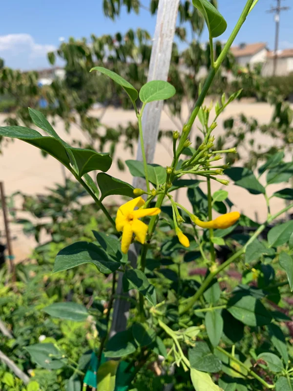 Jasminum humile Revolutum Live Plant – Yellow Jasmine 2ft Tall in 6" Pot - Image 2