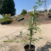 Jasminum humile Revolutum Live Plant – Yellow Jasmine 2ft Tall in 6" Pot Jasminum humile Revolutum Live Plant – Yellow Jasmine 2ft Tall in 6" Pot - Image 1