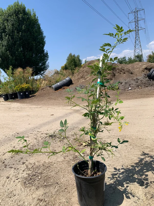 Jasminum humile Revolutum Live Plant – Yellow Jasmine 2ft Tall in 6" Pot - Image 1