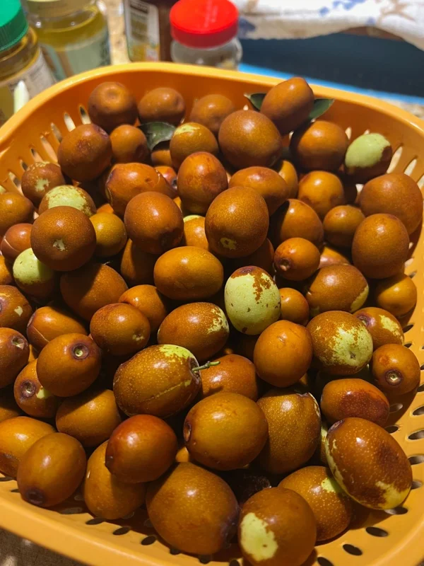 Jujube Seeds - Ziziphus Jujuba Fruit Tree Seeds (15 Count) - Grow Your Own Sweet Jujube Jujube Seeds - Ziziphus Jujuba Fruit Tree Seeds (15 Count) - Grow Your Own Sweet Jujube - Image 1