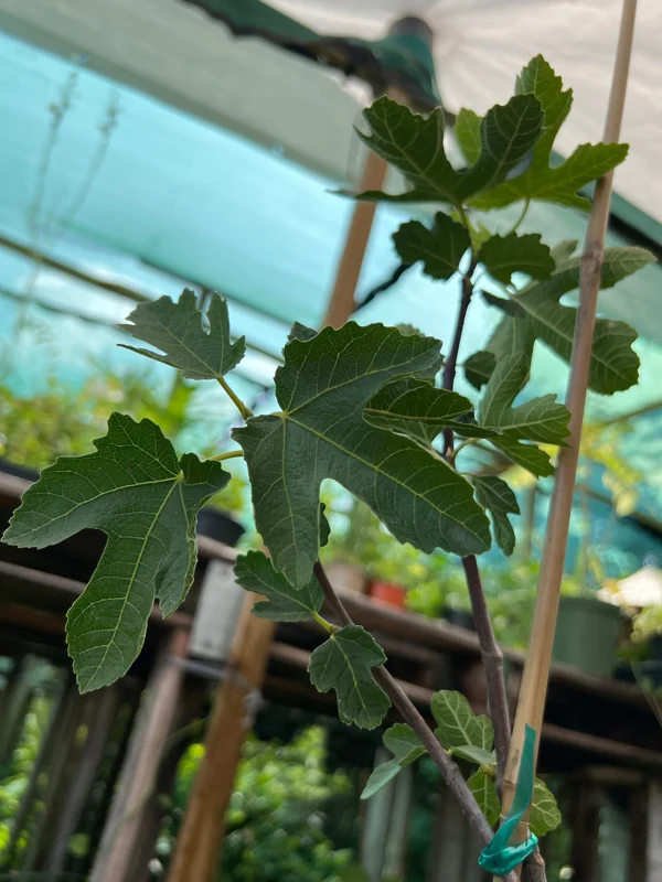 Kadota Fig Live Plant – 1 foot Tall – Ships in 6 inch Pot – Sweet Fruit - Image 2