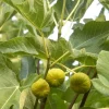Kadota Fig Live Plant – 1 foot Tall – Ships in 6 inch Pot – Sweet Fruit - Image 1