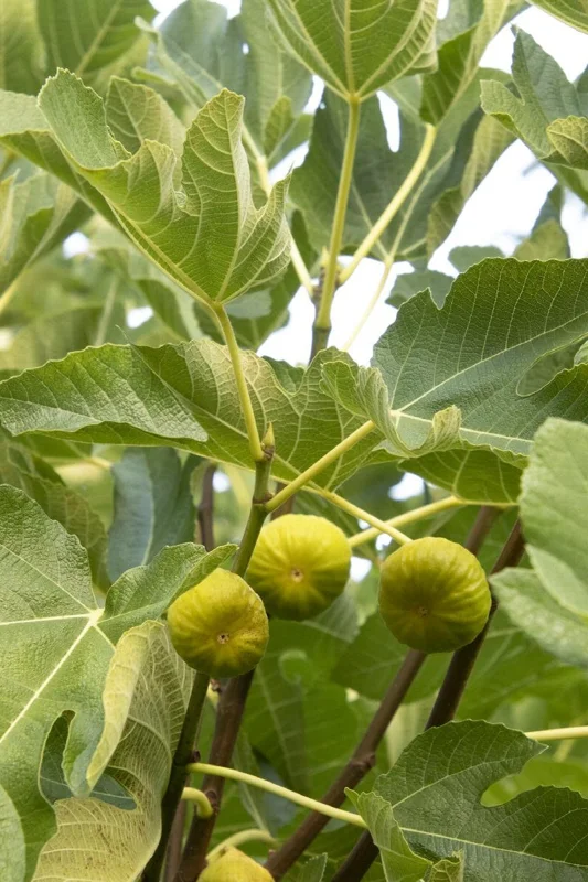 Kadota Fig Live Plant – 1 foot Tall – Ships in 6 inch Pot – Sweet Fruit - Image 1