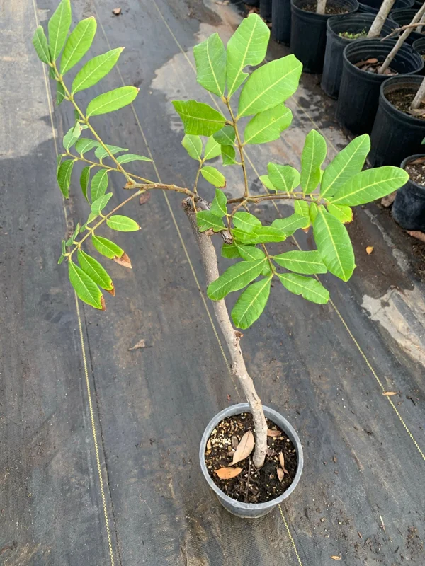 Kahola Longan Tree - 3 Feet Tall Airlayered Live Plant in 3 Gallon Pot - Image 2