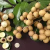 Kahola Longan Tree - 3 Feet Tall Airlayered Live Plant in 3 Gallon Pot - Image 1
