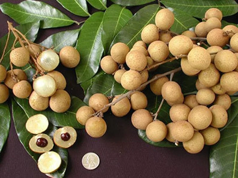 Kahola Longan Tree - 3 Feet Tall Airlayered Live Plant in 3 Gallon Pot - Image 1