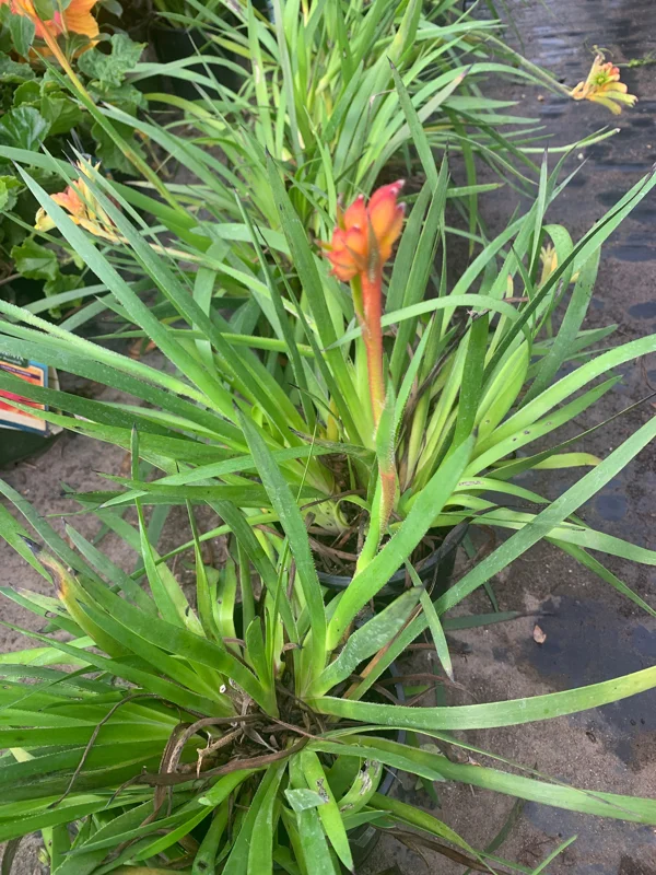 Kanga Orange Anigozanthos Live Plant – 6 Inch Pot – Outdoor Perennial - Image 2