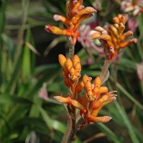 Kanga Orange Anigozanthos Live Plant – 6 Inch Pot – Outdoor Perennial - Image 1