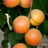 Katy Apricot Tree Live Plant - 3 to 4 Feet Tall - Ships in 3 Gallon Pot - Outdoor Fruit Tree Katy Apricot Tree Live Plant - 3 to 4 Feet Tall - Ships in 3 Gallon Pot - Outdoor Fruit Tree - Image 1