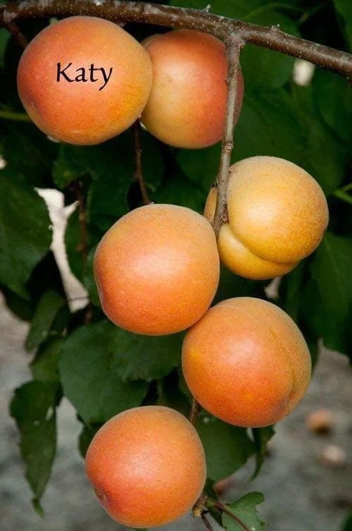 Katy Apricot Tree Live Plant - 3 to 4 Feet Tall - Ships in 3 Gallon Pot - Outdoor Fruit Tree - Image 1