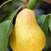 Keiffer Pear Tree Live Plant – 2 Feet Tall – Ship in 3 Gallon Pot Keiffer Pear Tree Live Plant – 2 Feet Tall – Ship in 3 Gallon Pot - Image 1