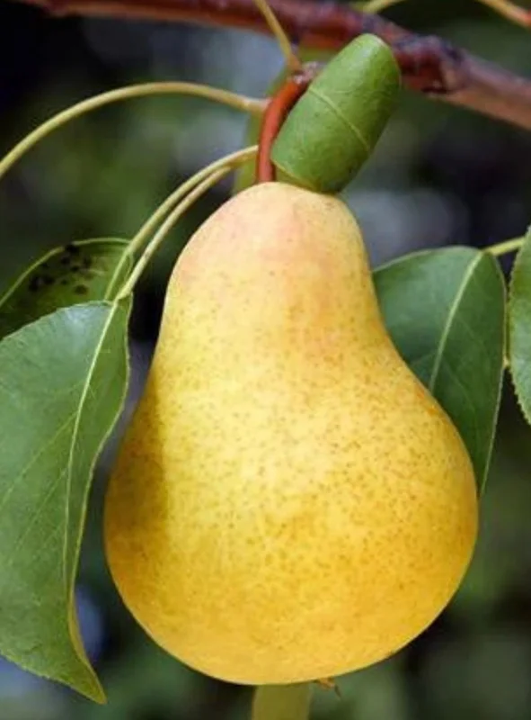 Keiffer Pear Tree Live Plant – 2 Feet Tall – Ship in 3 Gallon Pot - Image 1