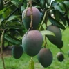 Kent Mango Tree - Grafted Live Plant - 1 to 2 Feet Tall - Outdoor Fruit Tree - Image 1