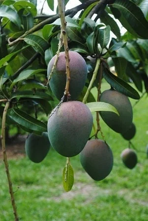 Kent Mango Tree - Grafted Live Plant - 1 to 2 Feet Tall - Outdoor Fruit Tree - Image 1