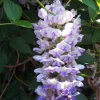 Kentucky Wisteria Blue Moon Live Plant 6" Pot - Fast Growing Fragrant Vine - Image 1