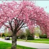 Kwanzan Cherry Tree Live Plant – 3 to 4 Feet Tall – Grafted Tree – 3 Gallon Pot - Image 1
