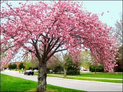 Kwanzan Cherry Tree Live Plant – 3 to 4 Feet Tall – Grafted Tree – 3 Gallon Pot - Image 1