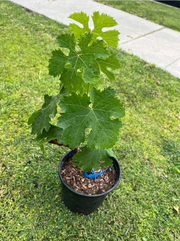 Kyoho Grape Live Plant – Sweet Dark Grapevine, 1-2 Ft Tall, Gallon Pot Kyoho Grape Live Plant – Sweet Dark Grapevine, 1-2 Ft Tall, Gallon Pot - Image 3