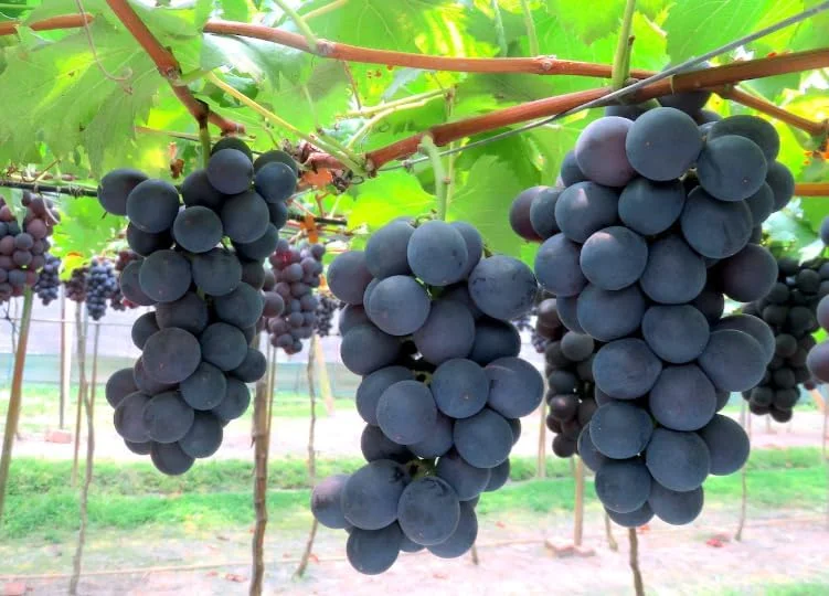 Kyoho Grape Live Plant – Sweet Dark Grapevine, 1-2 Ft Tall, Gallon Pot Kyoho Grape Live Plant – Sweet Dark Grapevine, 1-2 Ft Tall, Gallon Pot - Image 4