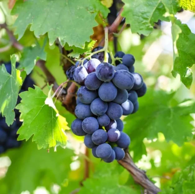 Kyoho Grape Live Plant – Sweet Dark Grapevine, 1-2 Ft Tall, Gallon Pot Kyoho Grape Live Plant – Sweet Dark Grapevine, 1-2 Ft Tall, Gallon Pot - Image 5