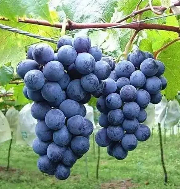Kyoho Grape Live Plant – Sweet Dark Grapevine, 1-2 Ft Tall, Gallon Pot Kyoho Grape Live Plant – Sweet Dark Grapevine, 1-2 Ft Tall, Gallon Pot - Image 6