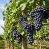 Kyoho Grape Live Plant – Sweet Dark Grapevine, 1-2 Ft Tall, Gallon Pot - Image 1