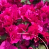 La Jolla Bougainvillea Live Plant – 1 Foot Tall – 6 Inch Pot – Outdoor Shrub La Jolla Bougainvillea Live Plant – 1 Foot Tall – 6 Inch Pot – Outdoor Shrub - Image 1