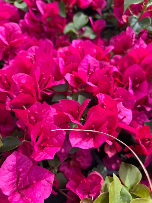 La Jolla Bougainvillea Live Plant – 1 Foot Tall – 6 Inch Pot – Outdoor Shrub - Image 1
