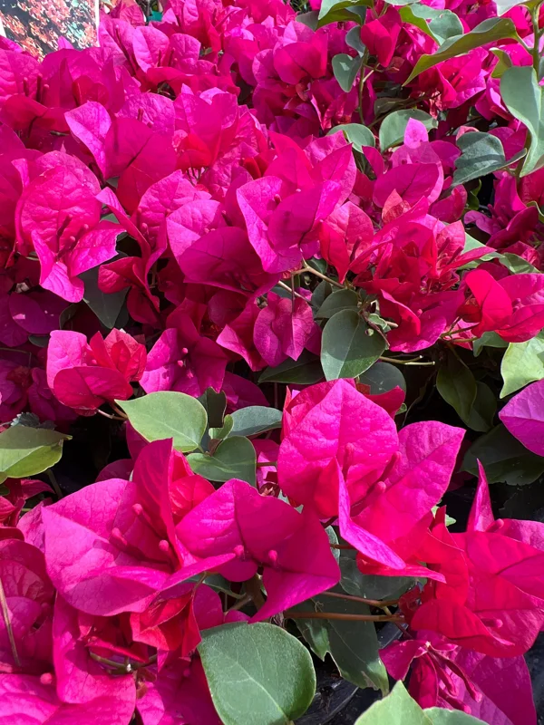 La Jolla Bougainvillea Live Plant – 1 Foot Tall – 6 Inch Pot – Outdoor Shrub - Image 2