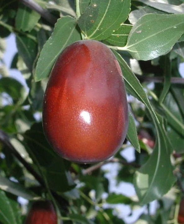 Lang Jujube Tree - Grafted Live Plant, 3 feet tall, in 3 gallon pot, Outdoor Fruiting - Image 1