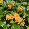 Lantana Bandana Rose Live Plant – 6" Pot – Vibrant Outdoor Shrub - Image 1