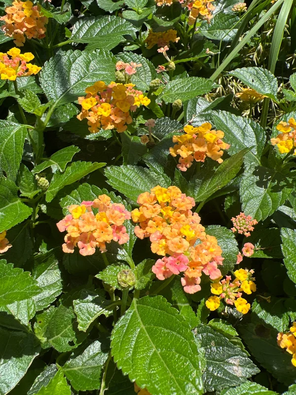 Lantana Bandana Rose Live Plant – 6" Pot – Vibrant Outdoor Shrub - Image 1