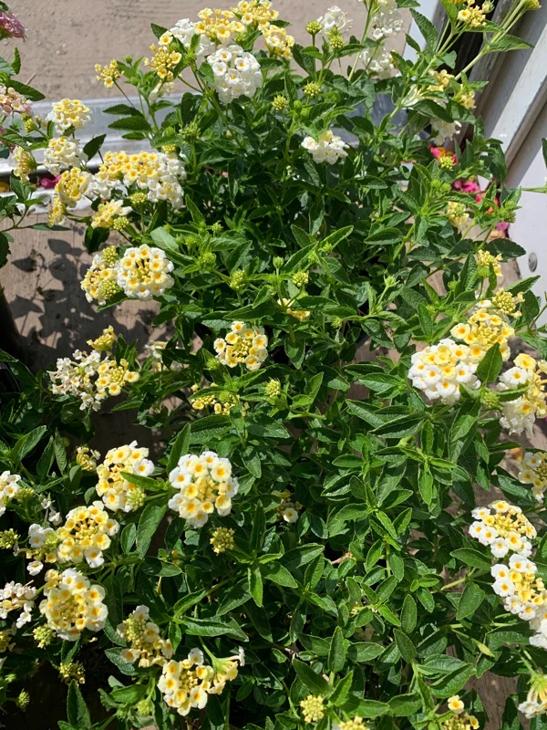 Lantana Light Yellow Live Plant, 6 inch Pot, Outdoor Flowering Shrub - Image 2