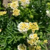 Lantana Light Yellow Live Plant, 6 inch Pot, Outdoor Flowering Shrub - Image 1