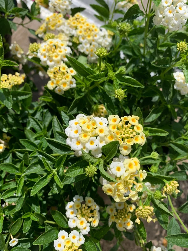 Lantana Light Yellow Live Plant, 6 inch Pot, Outdoor Flowering Shrub - Image 1