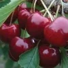Lapins Cherry Tree Live Plant – Self-Pollinating Fruit Tree – 3-4 Feet Tall – 3 Gallon Pot - Image 1
