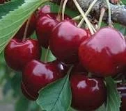Lapins Cherry Tree Live Plant – Self-Pollinating Fruit Tree – 3-4 Feet Tall – 3 Gallon Pot - Image 1