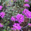 Lavender Lantana Live Plant – 6" Pot – Outdoor Shrub - Image 1
