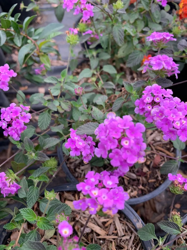 Lavender Lantana Live Plant – 6" Pot – Outdoor Shrub - Image 1
