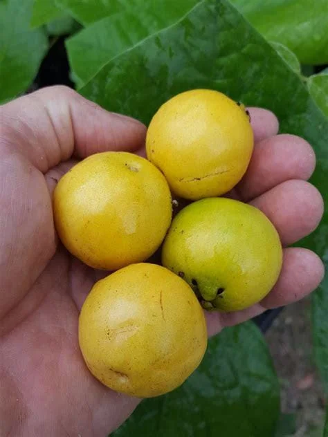 Lemon Strawberry Guava Live Plant - 2 to 3 Feet Tall, Ship in 3 Gallon Pot - Image 2