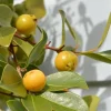 Lemon Strawberry Guava Live Plant - 2 to 3 Feet Tall, Ship in 3 Gallon Pot - Image 1