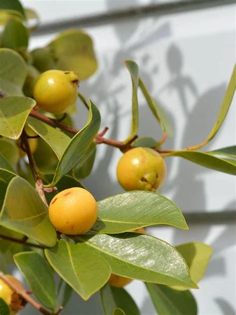 Lemon Strawberry Guava Live Plant - 2 to 3 Feet Tall, Ship in 3 Gallon Pot - Image 1