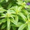 Lemon Verbena Live Plant – Aromatic Herb – 6 inch Pot – Aloysia Triphylla - Image 1