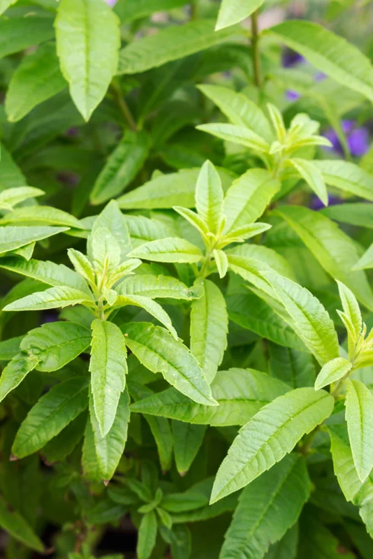 Lemon Verbena Live Plant – Aromatic Herb – 6 inch Pot – Aloysia Triphylla - Image 1