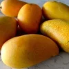 Lemon Zest Mango Tree – Grafted Live Plant – 1 to 2 Feet Tall – Ships in 3 Gallon Pot Lemon Zest Mango Tree – Grafted Live Plant – 1 to 2 Feet Tall – Ships in 3 Gallon Pot - Image 1