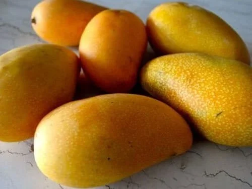 Lemon Zest Mango Tree – Grafted Live Plant – 1 to 2 Feet Tall – Ships in 3 Gallon Pot - Image 1