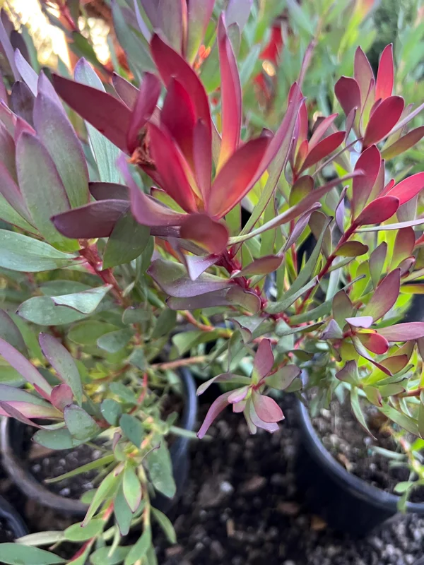 Leucadendron 'Hi Magic' Live Plant - Hawaii Magic Shrub, 1 Gallon Pot - Image 2